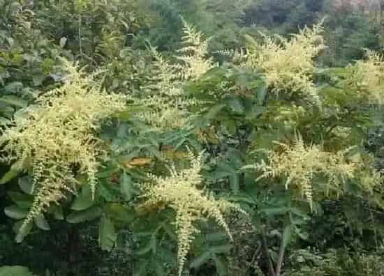 植物百科|五贝子是什么植物