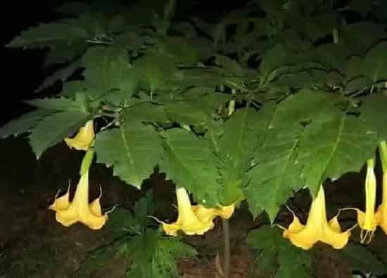 植物寓意|曼陀罗花的寓意和象征