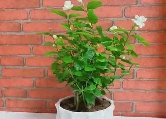 叶子发黄|茉莉花叶子颜色变浅是怎么回事（茉莉叶子浅绿色是缺肥吗）