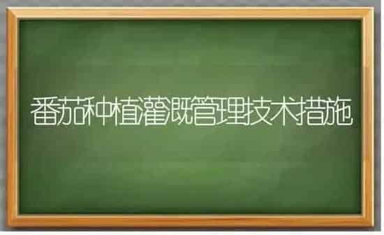 番茄种植灌溉管理技术措施 | 植物种植百科
