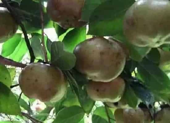 植物施肥|油茶施什么肥最好