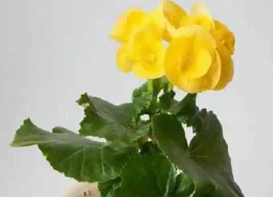 养殖科普|海棠花喜阴还是喜阳光的植物