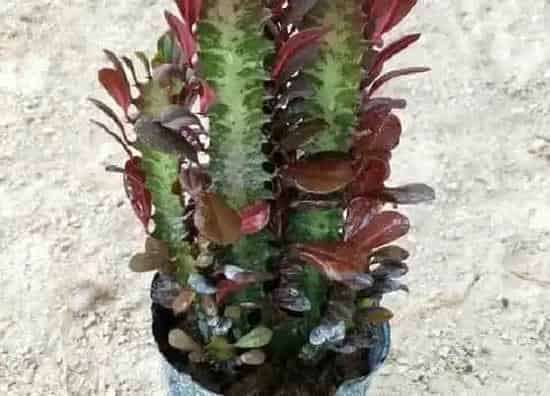 植物百科|仙人柱开花吗 花期是什么时候
