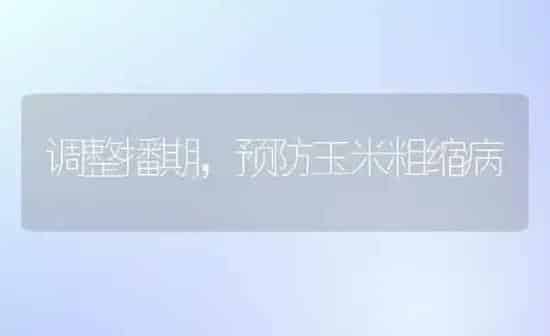 调整播期，预防玉米粗缩病 | 粮油作物种植