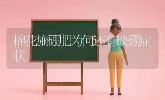 棉花施硼肥为何还有缺硼症状 | 粮油作物种植