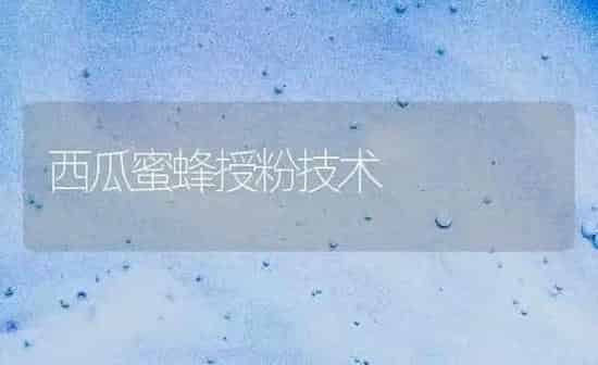 西瓜蜜蜂授粉技术 | 瓜果种植