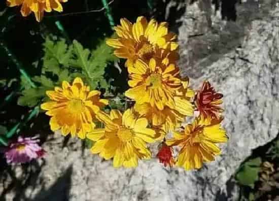 植物寓意|黄菊花代表什么象征意义