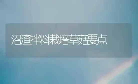 沼渣拌料栽培草菇要点 | 食用菌种植