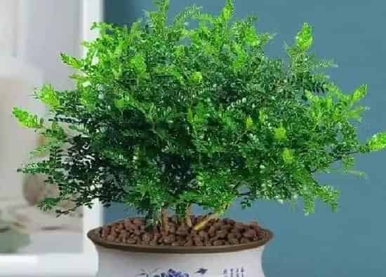 盆景|清香木用大盆还是小盆