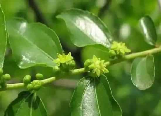 果实科普|枣子什么时候开花结果