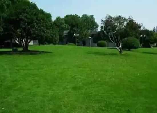 植物种类|高尔夫球场草坪草品种 常青不黄的高尔夫草坪草种类