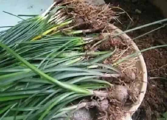 植物施肥|韭菜用什么肥料