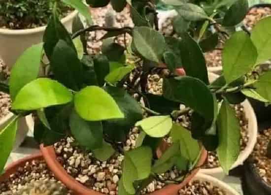植物生根|风车茉莉怎么修根