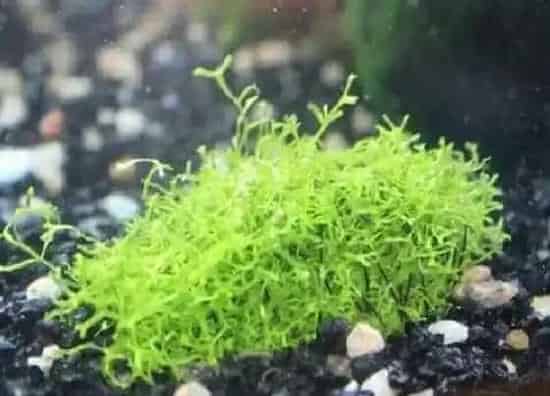 植物修剪|鹿角苔怎么修剪 修剪方法与技巧