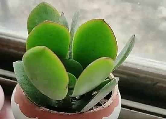 养殖科普|玉树怕冷还是怕热