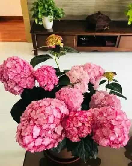 植物百科|纱织小姐绣球是新老枝开花吗（花期好养，耐寒可调色）