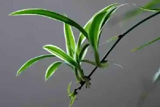 植物换土|吊兰怎么换土 换土换盆时间和方法