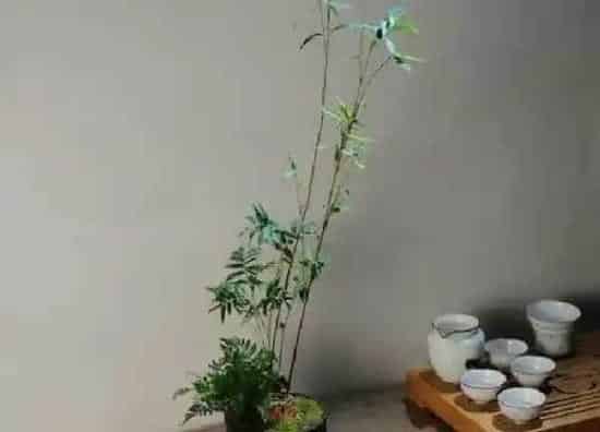 盆景|竹子盆景栽培技术