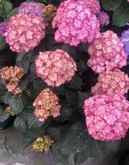 植物百科|纱织小姐绣球是新老枝开花吗（花期好养，耐寒可调色）