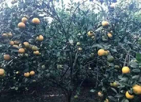 植物浇水|桔子树几天浇一次水 春夏秋冬各不同
