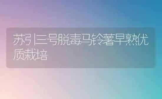 苏引三号脱毒马铃薯早熟优质栽培 | 粮油作物种植