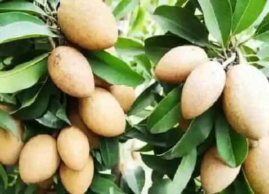种植管理|人心果几年结果实