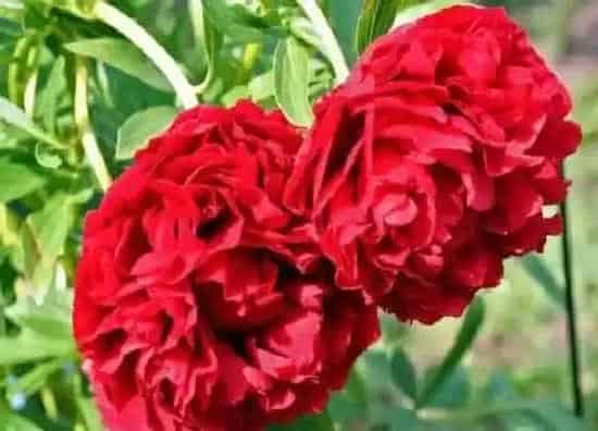 习性特点|芍药的样子和特点描写