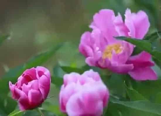 习性特点|芍药的样子和特点描写