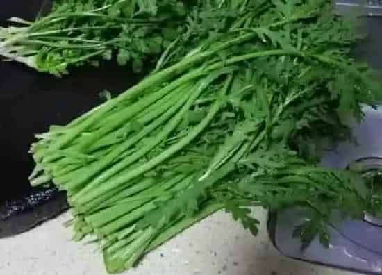 植物播种|茼蒿什么时候播种最合适