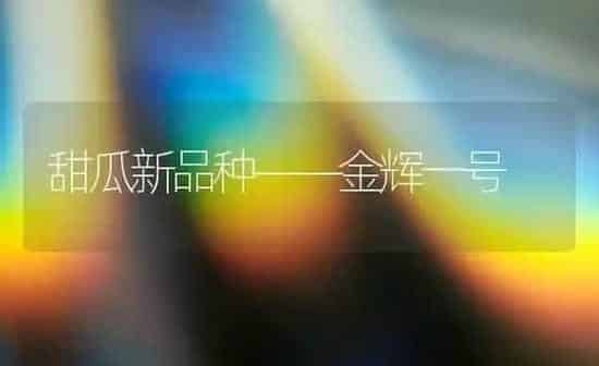 甜瓜新品种——金辉一号 | 瓜果种植