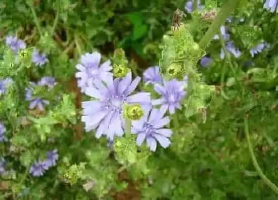 植物播种|苦菊什么时候播种最合适