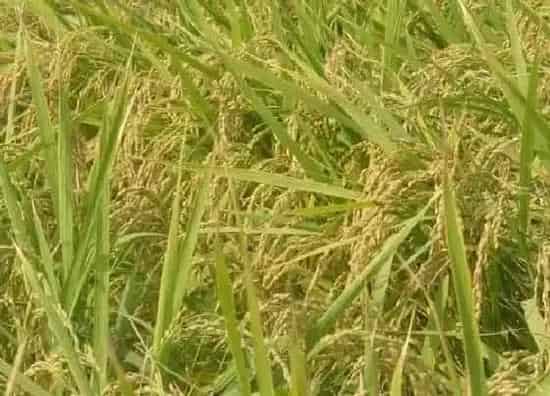 植物百科|杂交水稻是什么意思（中国杂交水稻的地位和影响简介）