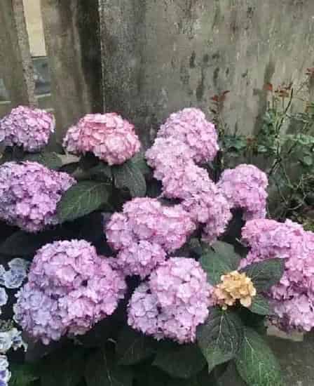 植物百科|纱织小姐绣球是新老枝开花吗（花期好养，耐寒可调色）