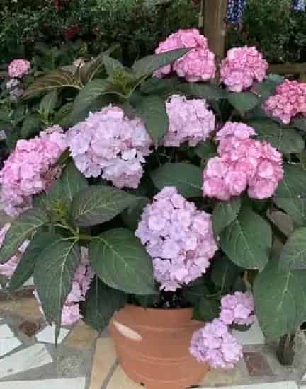 植物百科|纱织小姐绣球是新老枝开花吗（花期好养，耐寒可调色）
