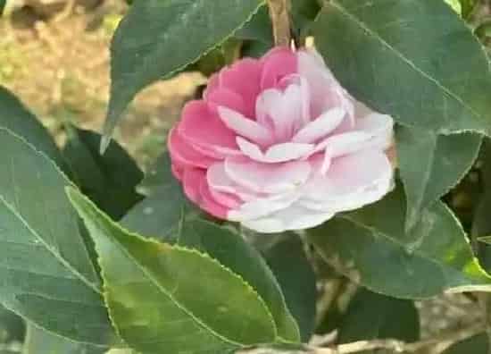 叶子发黄|茶花黄叶是什么原因 叶子发黄原因与处理方法