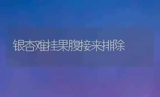 银杏难挂果腹接来排除 | 瓜果种植