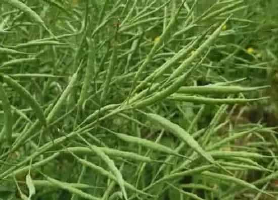 果实成熟|油菜籽什么时候成熟