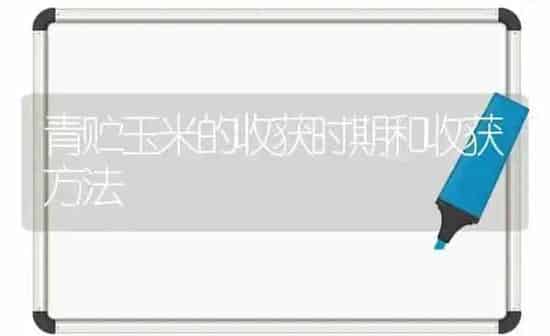 青贮玉米的收获时期和收获方法 | 粮油作物种植