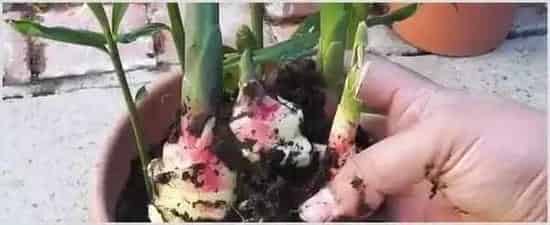生姜种植方法和注意事项 | 耕种资料