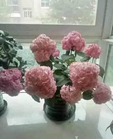 植物百科|纱织小姐绣球是新老枝开花吗（花期好养，耐寒可调色）