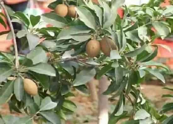 种植管理|人心果几年结果实