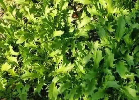 植物播种|苦菊什么时候播种最合适