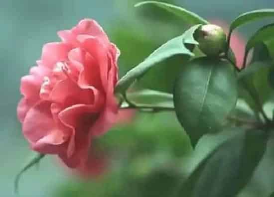 叶子发黄|茶花黄叶是什么原因 叶子发黄原因与处理方法