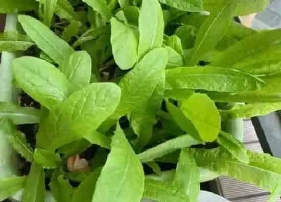 叶子|莴笋叶子和油麦菜区别