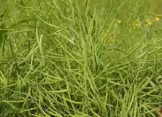 果实成熟|油菜籽什么时候成熟
