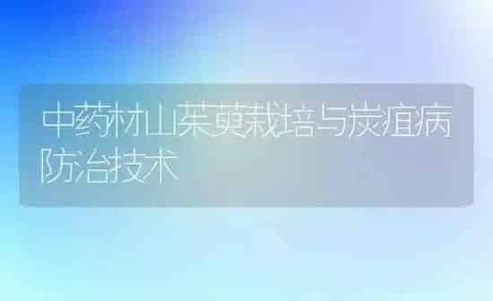 中药材山茱萸栽培与炭疽病防治技术 | 药材种植