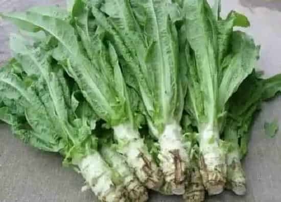 叶子|莴笋叶子和油麦菜区别