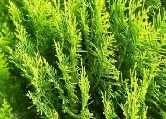植物百科|柏树能活多少年