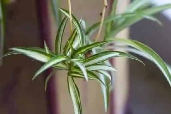 植物换土|吊兰怎么换土 换土换盆时间和方法