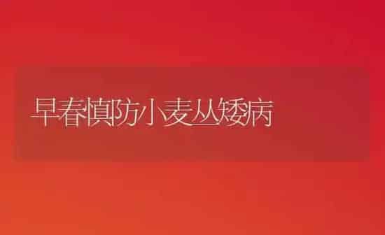 早春慎防小麦丛矮病 | 粮油作物种植